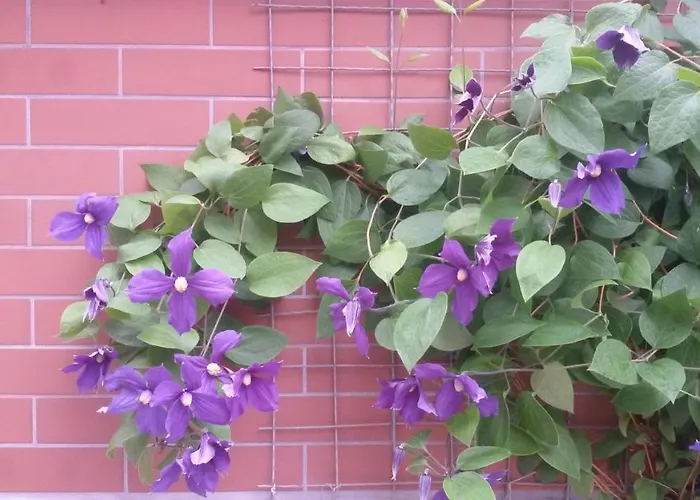 Vesi's Affittacamere